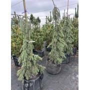 Ялина колюча Пендула 160-180 см